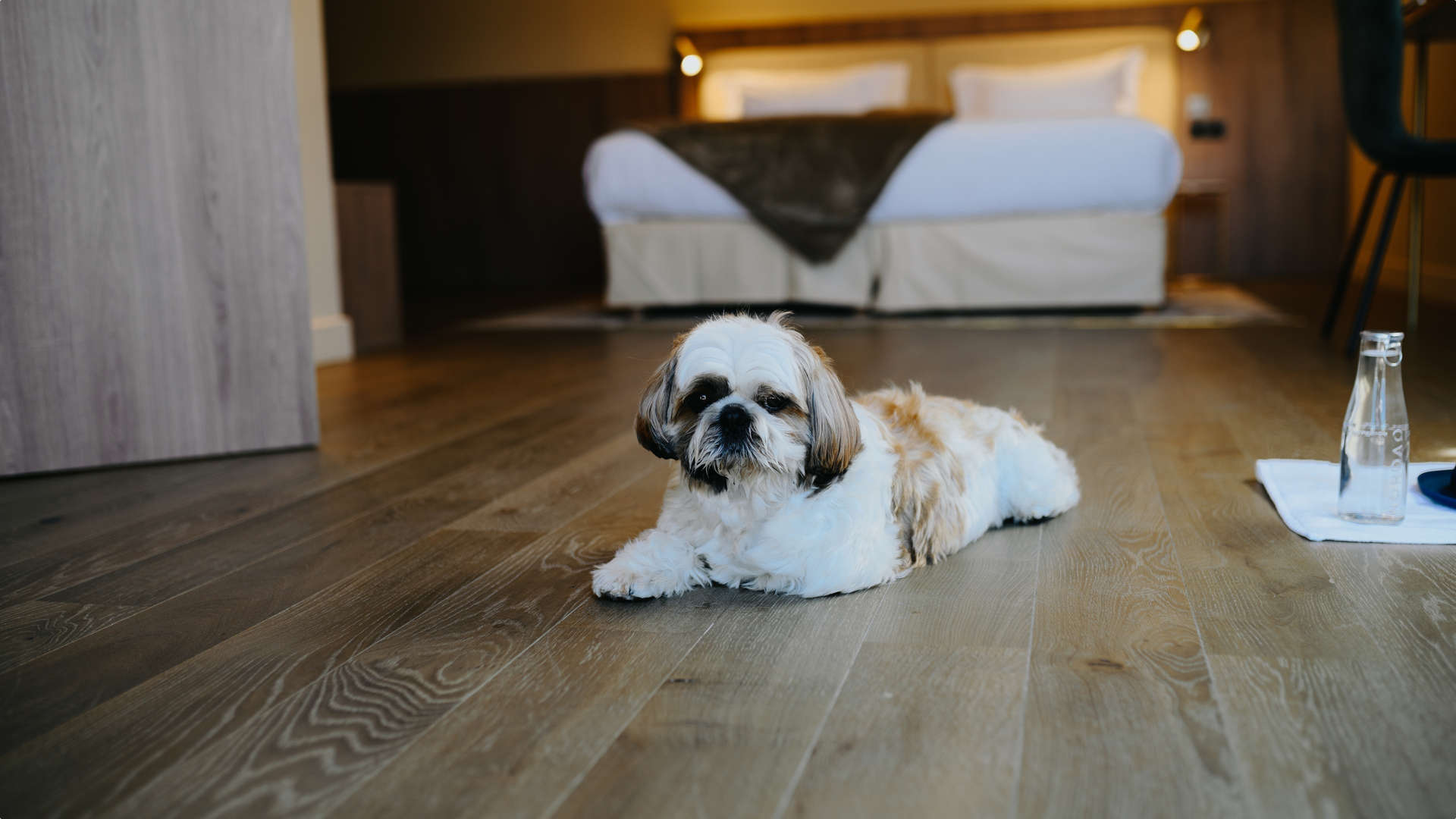 un petit chien dans la chambre - hotel design Lyon - hotel Keystone