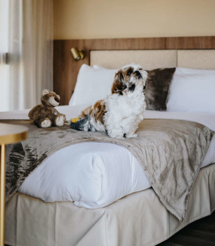 chien sur le lit dans la chambre de notre hôtel Keystone dans le quartier de la confluence à Lyon